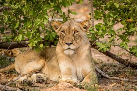 Starring Lioness in the Kruger National Park, South Africa.の写真素材