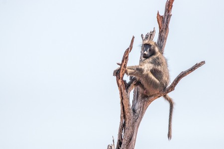 Baboon sitting in a dead tree in the Kruger National Park, South Africa.の写真素材
