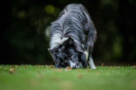 Black and white Border Collie with a bone in the grass.の写真素材