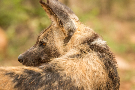 Starring African wild dog from behind in the Kruger National Park, South Africa.の写真素材