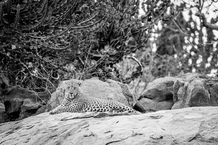 Leopard on the rocks in black and white in the Kruger National Park, South Africa.の写真素材