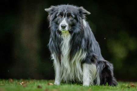 Black and white Border Collie staring at the camera.の写真素材