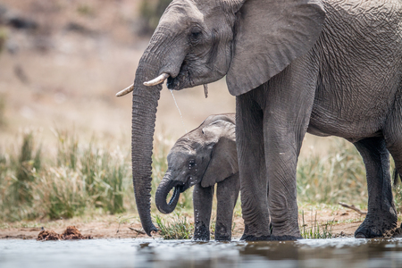 Drinking Elephants in the Kruger National Park, South Africa.の写真素材