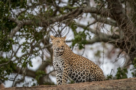 Leopard on the rocks in the Kruger National Park, South Africa.の写真素材