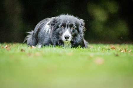 Black and white Border Collie staring at the camera.の写真素材