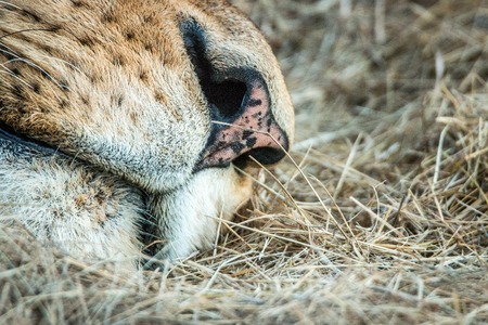 Close up of a Lion nose in the Kruger National Park, South Africa.の写真素材
