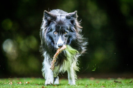 Black and white Border Collie with a bone in the grass.の写真素材