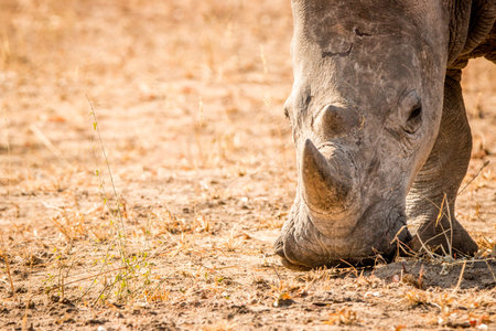 Grazing White rhino in the Kruger National Park, South Africa.の写真素材