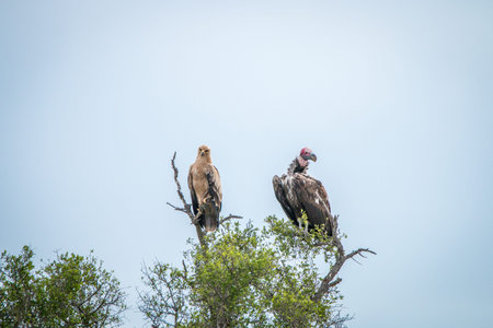 Tawny eagle and Lappet-faced vulture sitting next to each other in a tree in the Kruger National Park, South Africa.の写真素材