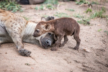 Baby Spotted hyena with his mother in the Kruger National Park, South Africa.の写真素材