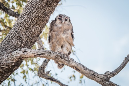 A Verreaux's eagle owl sitting on a branch in the Kruger National Park, South Africa.の写真素材