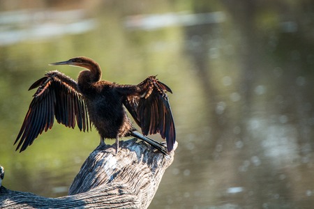 Preening African darter in the Kruger National Park, South Africa.の写真素材