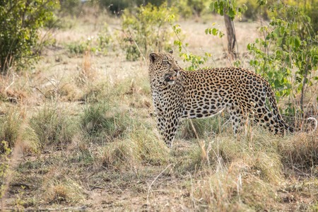 A Leopard walking in the grass in the Kruger National Park, South Africa.の写真素材