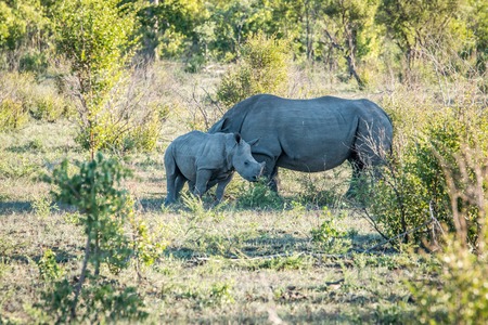White rhino mother with a calf in the Kruger National Park, South Africa.の写真素材