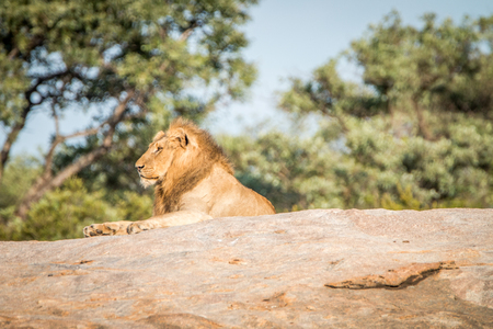 Male Lion laying on the rocks in the Kruger National Park, South Africa.の写真素材