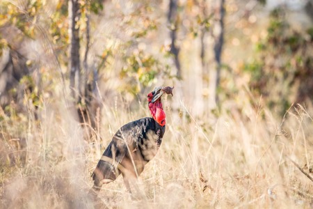 Southern ground hornbill with a Rain frog kill in the Kruger National Park, South Africa.の写真素材