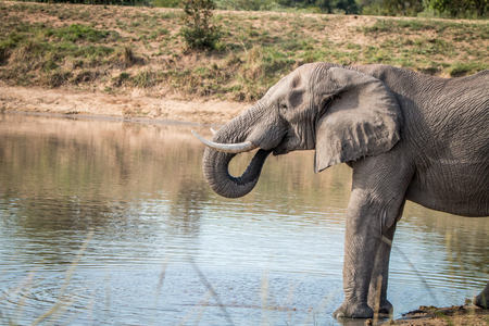 Drinking Elephant in the Kruger National Park, South Africa.の写真素材
