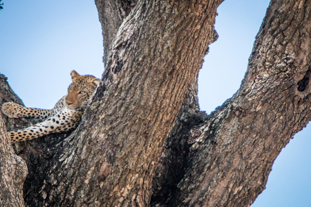 A Leopard in a tree in the Kruger National Park, South Africa.の写真素材