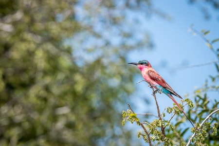 Southern carmine bee-eater sitting on a branch in the Kruger National Park, South Africa.の写真素材