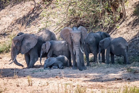 Herd of Elephants resting in the shade in the Kruger National Park, South Africa.の写真素材