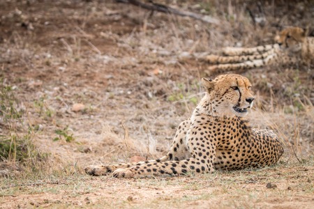 A Cheetah laying in the grass in the Kruger National Park, South Africa.の写真素材