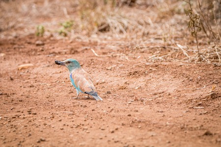 European roller with a Dung beetle kill in the Kruger National Park, South Africa.の写真素材