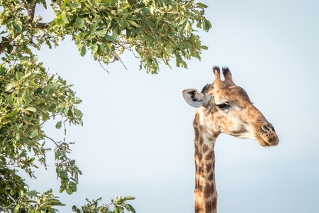 Side profile of a Giraffe in the Kruger National Park, South Africa.の写真素材