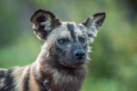Starring African wild dog in the Kruger National Park, South Africa.