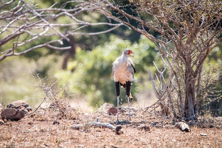 Secretary bird standing under a bush in the Kruger National Park, South Africa.の写真素材