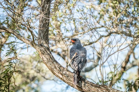 Dark chanting goshawk sitting on a branch in the Kruger National Park, South Africa.の写真素材