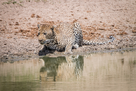 Leopard drinking water in the Kruger National Park, South Africa.の写真素材