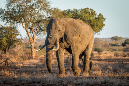 Big Elephant bull in the bush in the Kruger National Park, South Africa.の写真素材