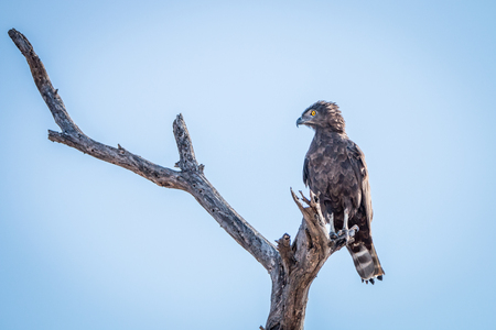 Brown snake eagle sitting on a branch in the Kruger National Park, South Africa.の写真素材