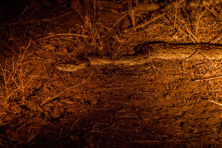 African rock python at night in the spotlight in the Kruger National Park, South Africa.