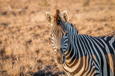 Zebra starring at the camera in the Kruger National Park, South Africa.の写真素材