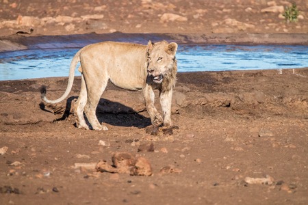 A Lion standing next to a waterhole in the Kruger National Park, South Africa.の写真素材