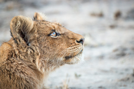 Side profile of a Lion cub in the Kruger National Park, South Africa.の写真素材