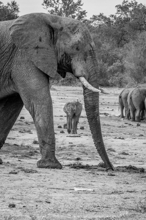 Baby Elephant walking towards the camera in the black and white in the Kruger National Park, South Africa.の写真素材