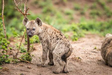 Baby Spotted hyena starring at the camera in the Kruger National Park, South Africa.の写真素材