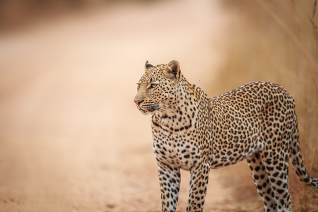 Starring Leopard on the road in the Kruger National Park, South Africa.の写真素材