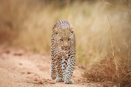 Leopard walking towards the camera in the Kruger National Park, South Africa.の写真素材