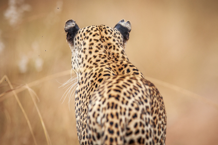 Starring Leopard from behind in the Kruger National Park, South Africa.の写真素材
