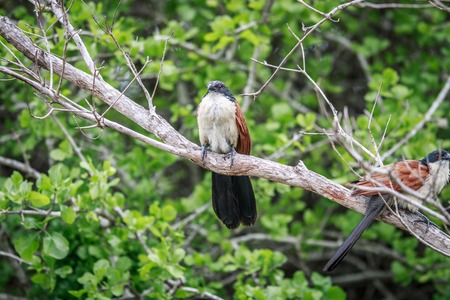 Two Burchell's coucals sitting on a branch in the Kruger National Park, South Africa.の写真素材