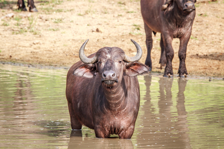 African buffalo standing in the water in the Kruger National Park, South Africa.の写真素材