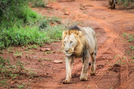 Male Lion walking towards the camera in the Kruger National Park, South Africa.の写真素材