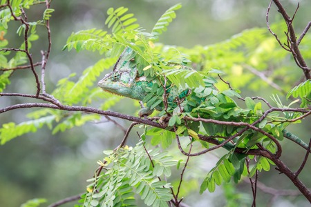 Veiled Chameleon hiding on a branch in Africa.の写真素材