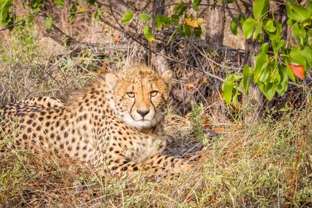 Cheetah starring at the camera in the Kruger National Park, South Africa.の写真素材