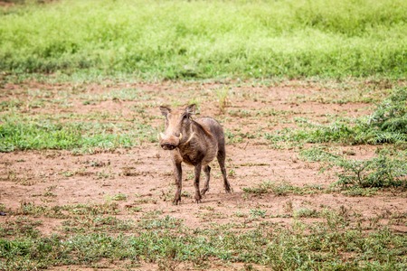 Warthog starring at the camera in the Kruger National Park, South Africa.の写真素材