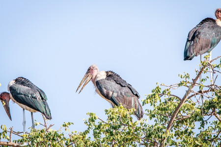 Marabou stork sitting in a tree in the Kruger National Park, South Africa.の写真素材
