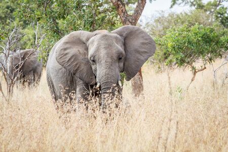 Elephant starring the camera in the Kruger National Park, South Africa.の写真素材